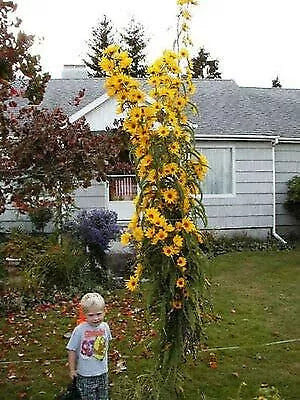 Giant Maximillian Sunflower Seeds - Perennial Helianthus maximiliani - 200+ Seeds for Wildflower Gardens and Pollinator Attracting