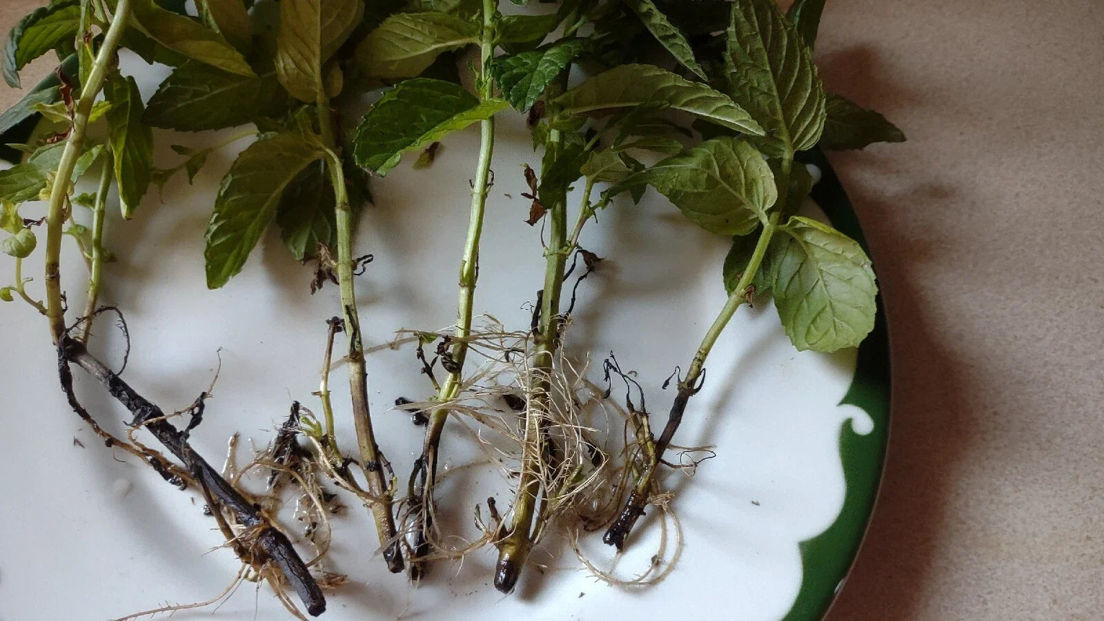 Organic Mojito Mint Plant Cuttings 6+1 Free Mentha Villosa Herb for Garden & Indoor Growing