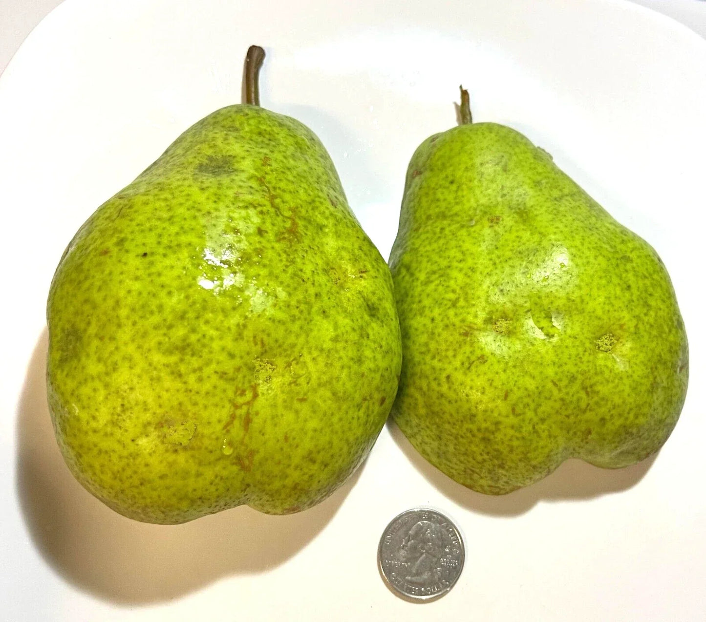 Giant Fruit Bartlett Pear Tree Cuttings 6+3 Scions | Pyrus communis