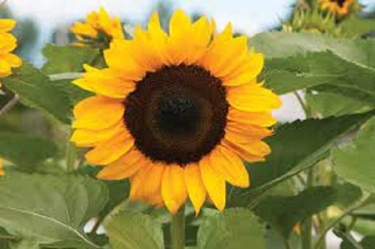 ProCut Orange Sunflower Seeds – 25 Perennial Helianthus annuus Bright Orange Blooms for Gardens & Cut Flowers