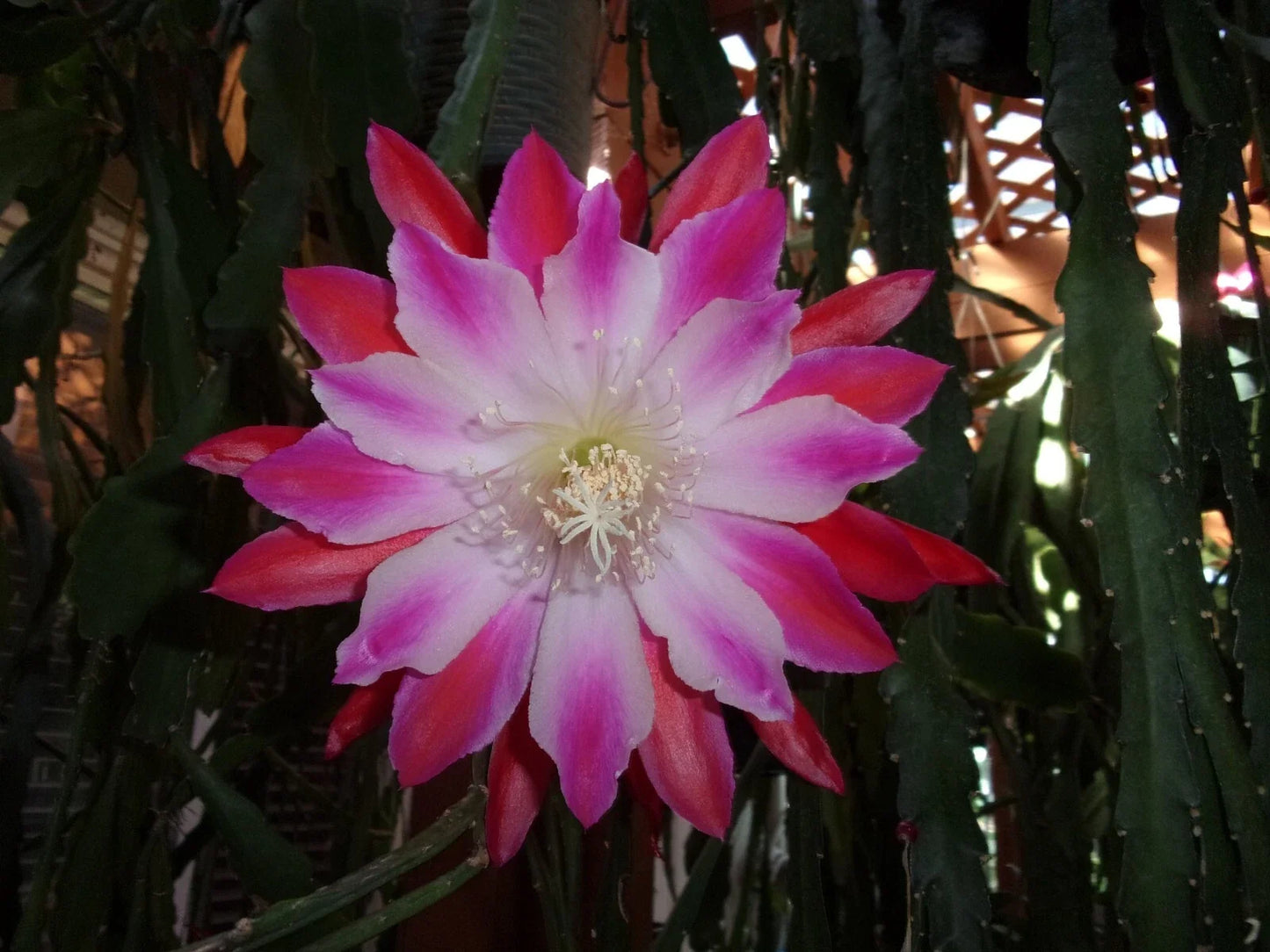 Epiphyllum Orchid Cactus Cutting - Tomatsu Kida Variety - Tropical Succulent Plant - Pink and White Flowers
