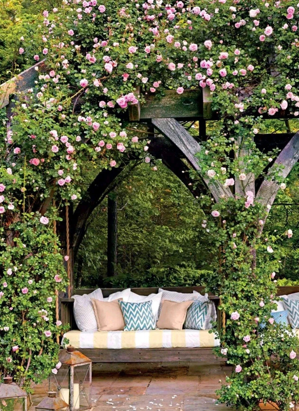 Wild Pink Climbing Rose Live Plant Bare Root Rosa rubiginosa 6"-12" Climbing Fragrant Flowering Plant