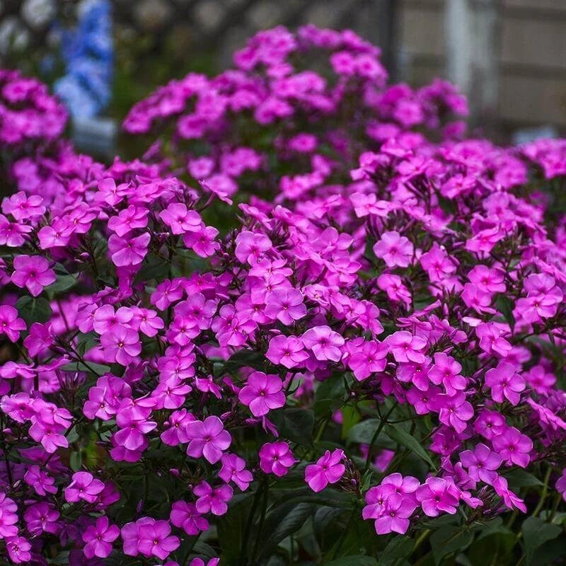 Cloudburst Phlox Seeds - 100+ Pack, Phlox paniculata, Perennial Garden Planting, Vibrant Pink, Purple & White, USA Grown