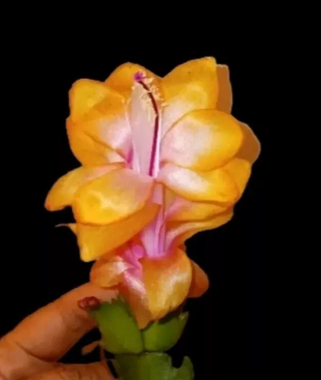 Bruxas Brazil Thanksgiving Christmas Cactus Cuttings - 2 Pieces Schlumbergera truncata