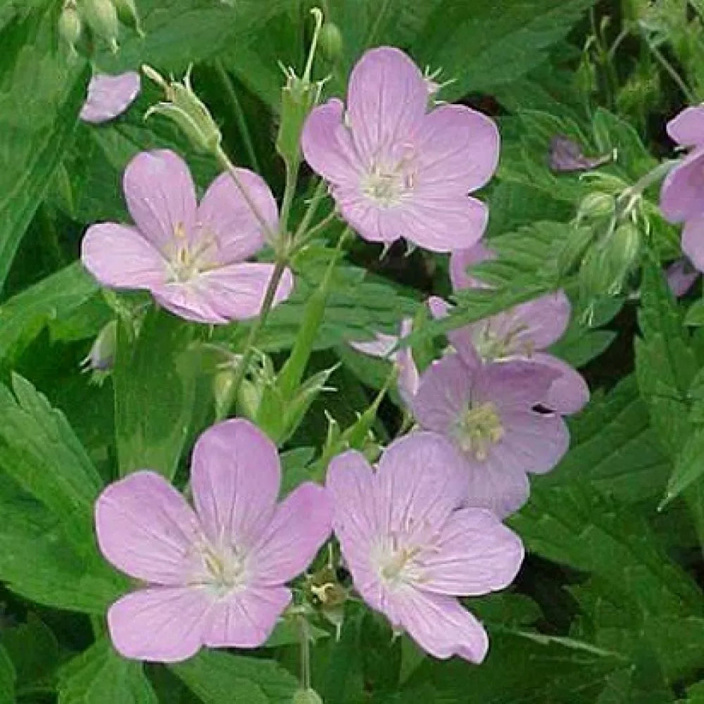 Wild Geranium Bulbs - Lavender Flowers - Geranium canadense - Pollinator-Friendly Shade Ground Cover