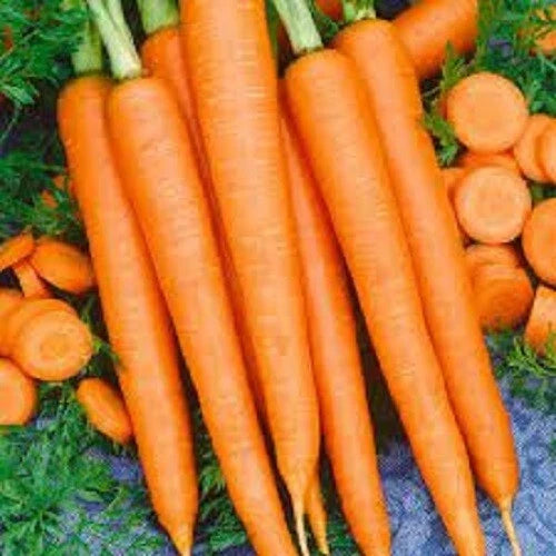 Organic Heirloom Tendersweet Carrot Seeds – Non-GMO, Sweetest Flavor, Full Sun, 200 Seeds, Daucus carota
