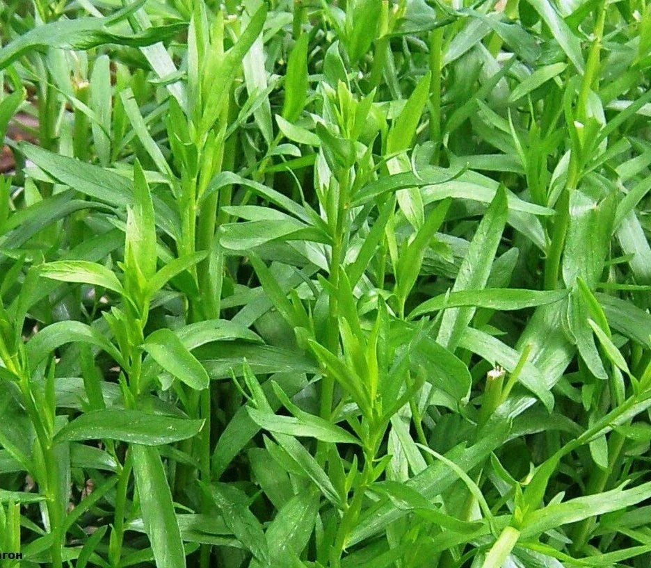 Russian Tarragon Seeds - 1000+ Artemisia dracunculus Perennial Herb for Culinary Gardens