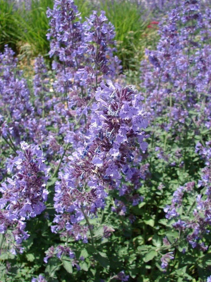 Catnip Seeds - Nepeta Cataria - NON-GMO - Multiple Sizes - Ideal for Cat Lovers
