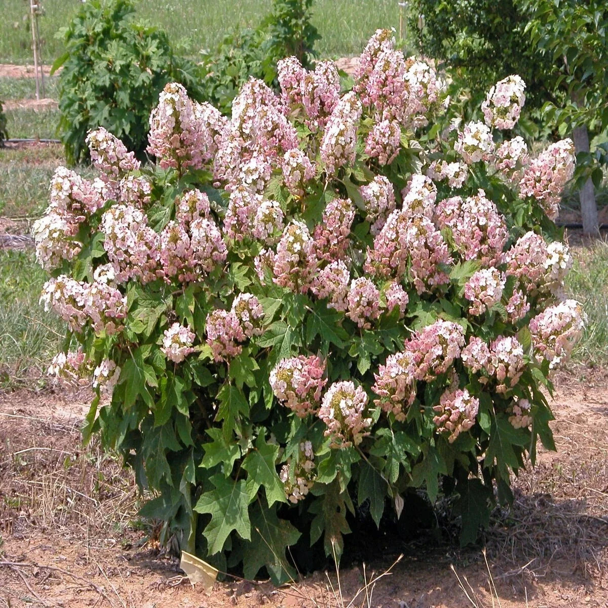 Hydrangea Quercifolia Munchkin Oakleaf Cuttings – 6 Rooted Plants for Small Gardens & Containers