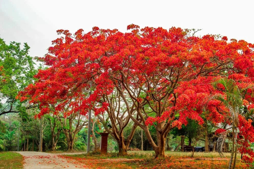 20 Seeds Delonix regia Royal Poinciana Flame Tree Tropical Garden Plant with Red Flowers