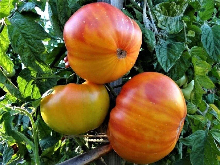 Pineapple Tomato Seeds 50 Ct Heirloom Non-GMO Beefsteak Vegetable