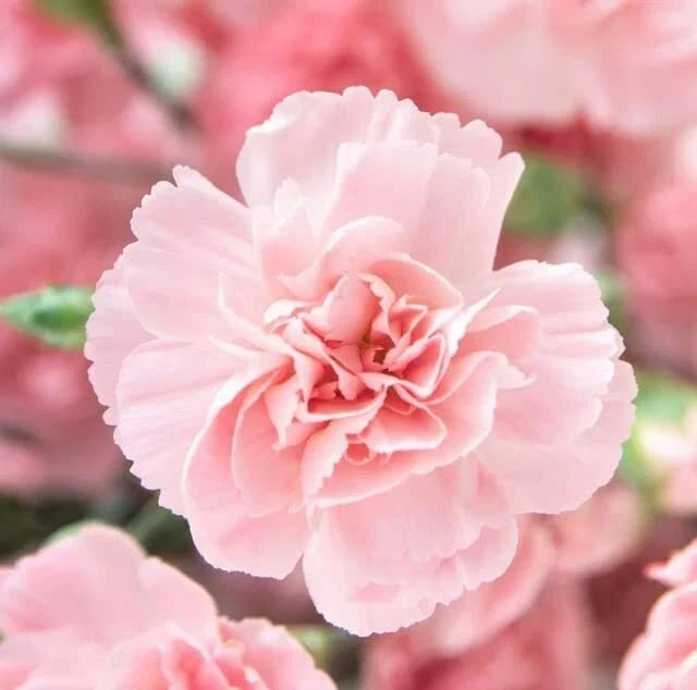 Carnation Flower Seeds - La France Pink, Dianthus caryophyllus, Easy to Grow, Fragrant, Garden, Landscape, 100 Seeds