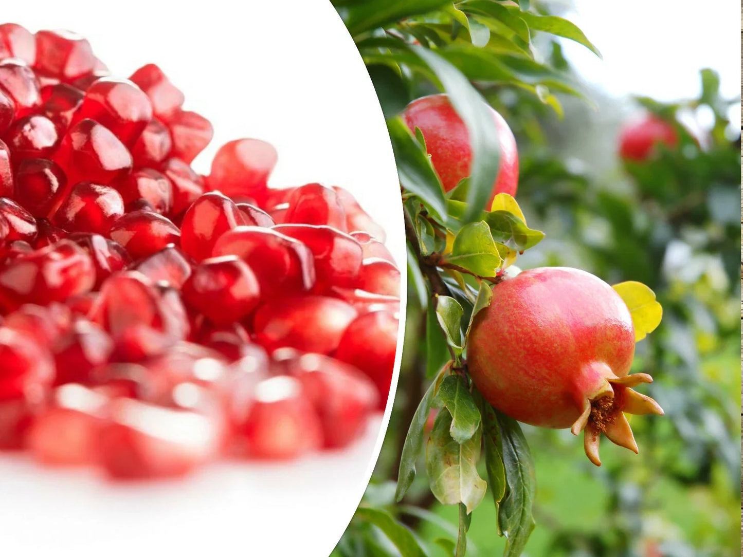 25 Pomegranate Seeds - Punica granatum for Home Gardening & Landscaping