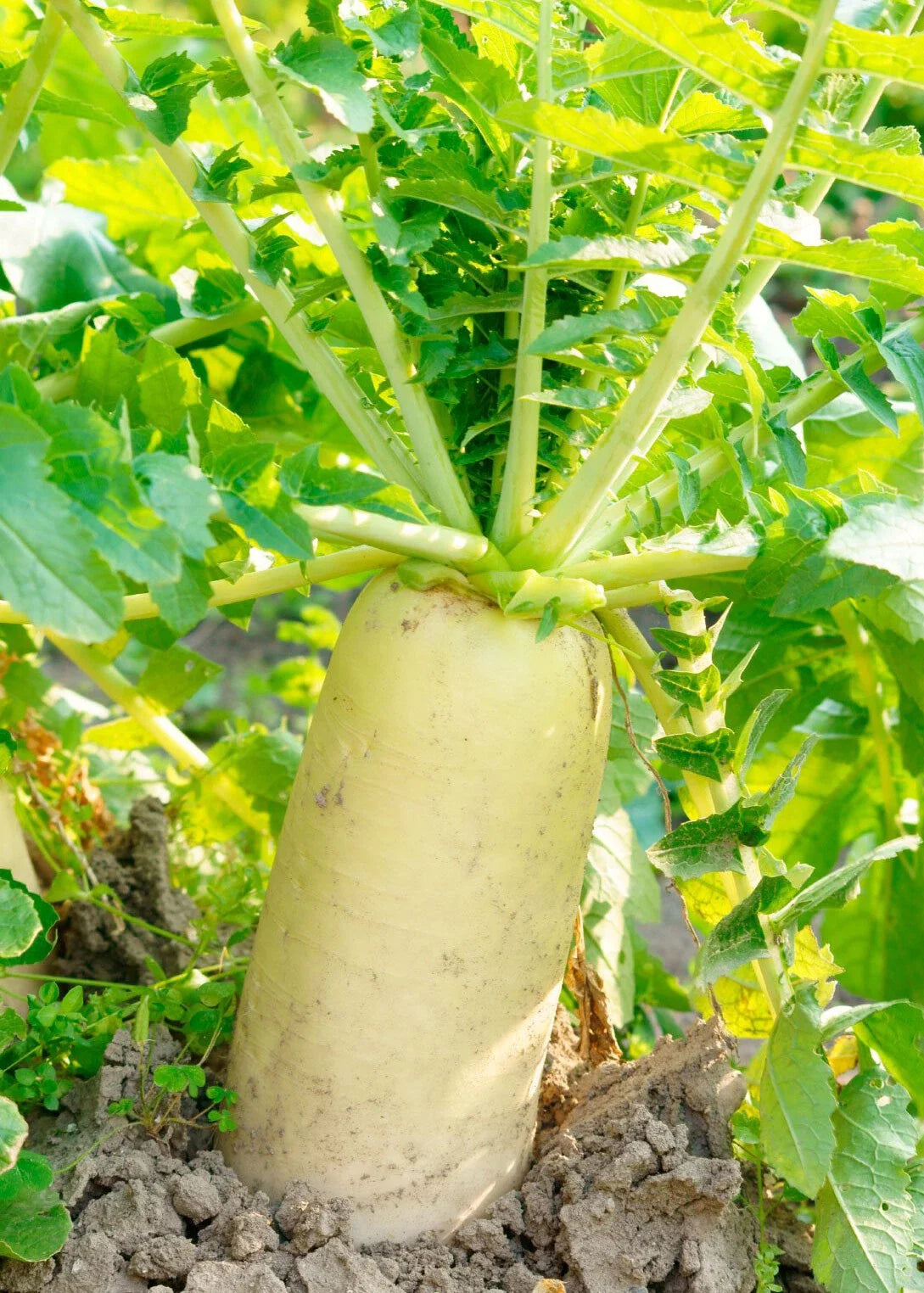 Daikon Radish Seeds 200+ | Raphanus sativus var. longipinnatus | White Japanese Minowase for Salads & Pickling