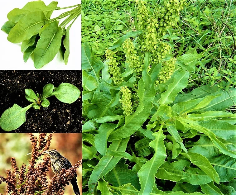 Curly Dock Seeds 1000+ Organic Microgreens Herb Seeds Rumex crispus for Home Gardening