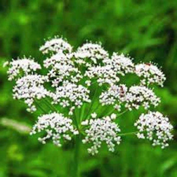 Anise Herb Seeds - 50+ Heirloom Pimpinella anisum, Aromatic Spice, Culinary Herb, Easy to Grow Seed Packet