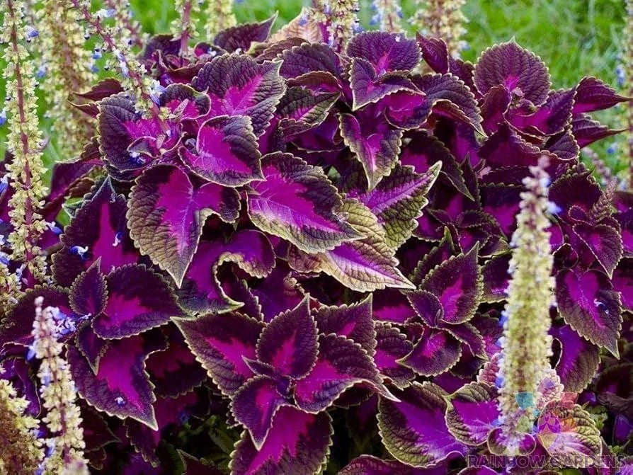 Purple Dragon Coleus Seeds - 25+ Pack, Colorful Foliage, Ornamental Plant, Solenostemon scutellarioides