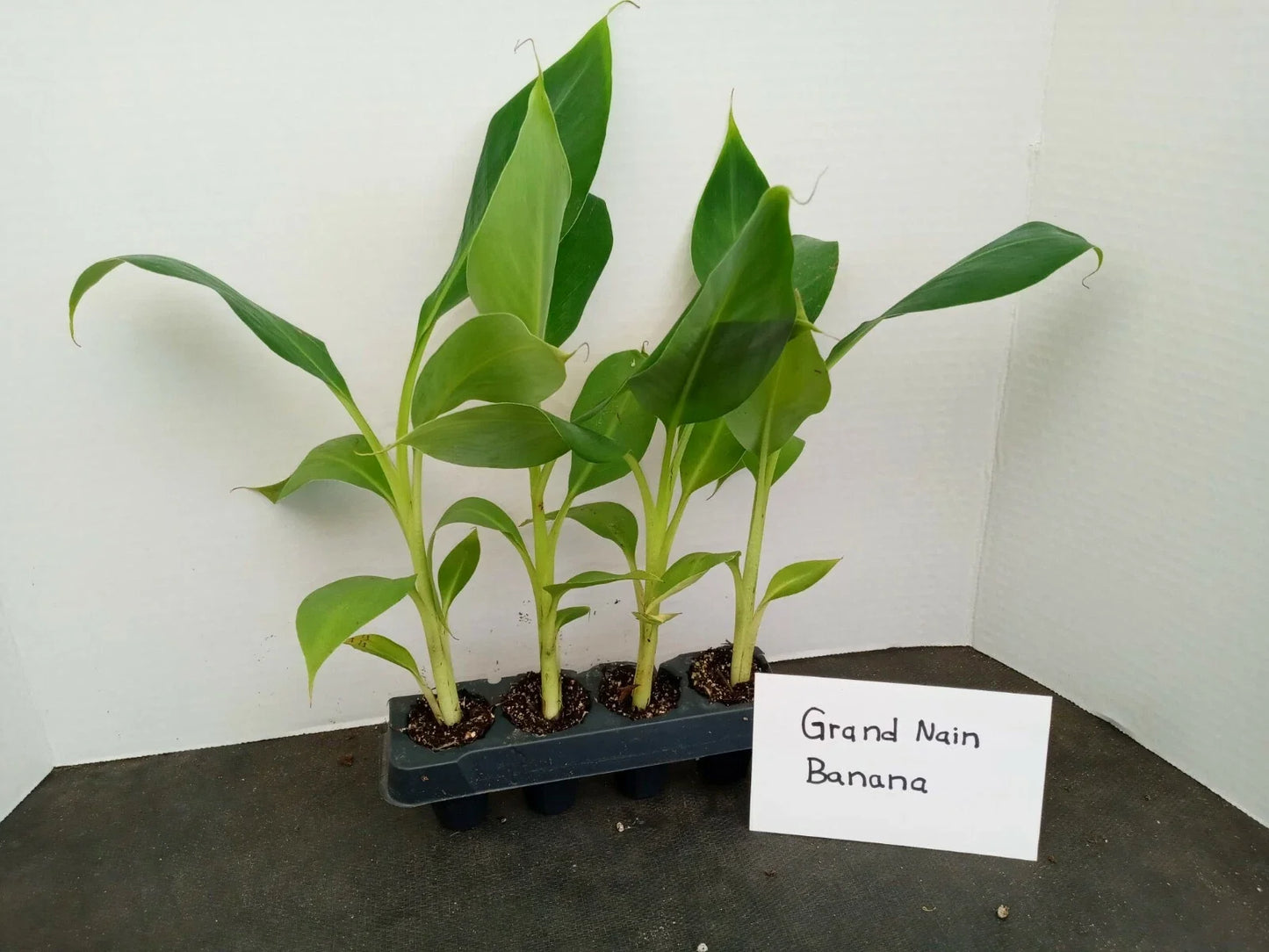 Grand Nain Banana Plants 4-Pack Starter Musa acuminata, Tropical Fruit, Full Sun, 4-10 Inches Tall