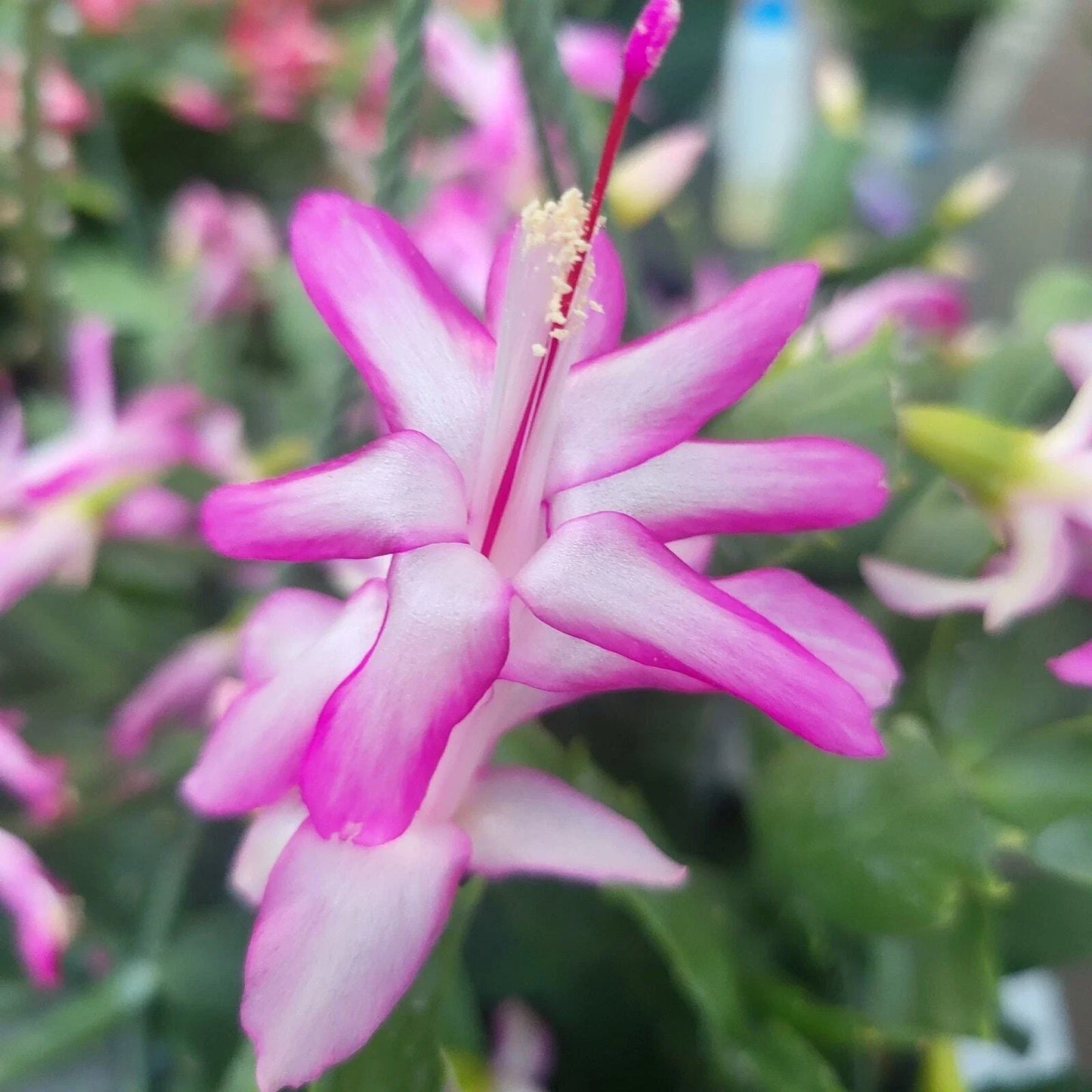 3x Jungle Holiday Cactus Cuttings – Nicole Schlumbergera Truncata Zygocactus Indoor Plant Propagation