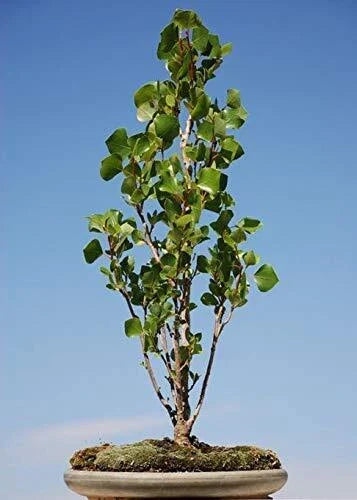 Bonsai Tree Cutting Ficus retusa - Easy to Grow Indoor & Outdoor