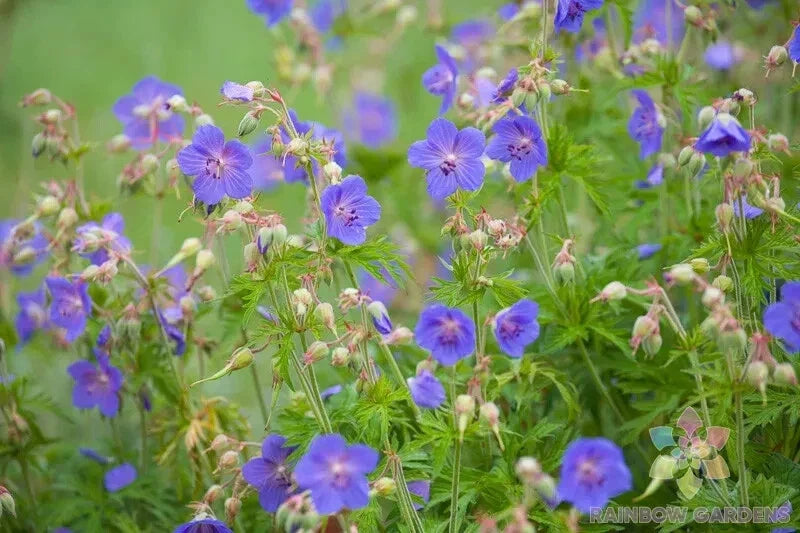 25+ Geranium Seeds for Garden Planting - Pratense Variety - Geranium pratense - Perennial Flower Seeds