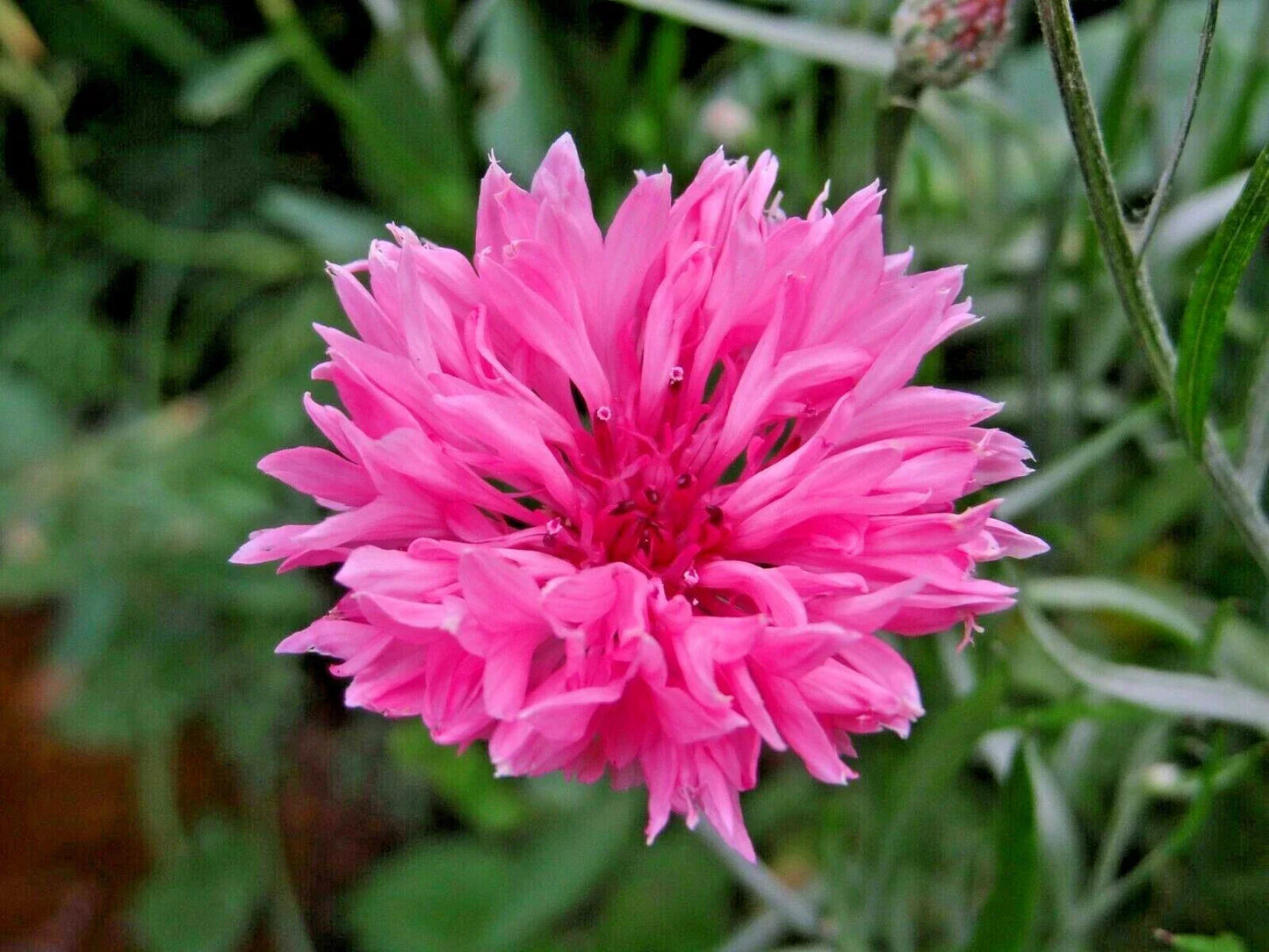 500+ Pink Cornflower Seeds - Bachelor Button Centaurea cyanus for Garden & Container