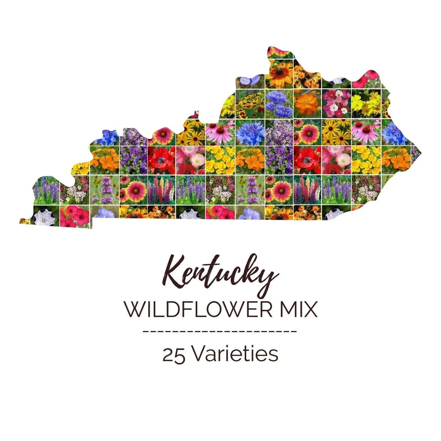 Kentucky Wildflower Seed Mix - 1000 Non-GMO Seeds, 25 Perennial & Annual Varieties
