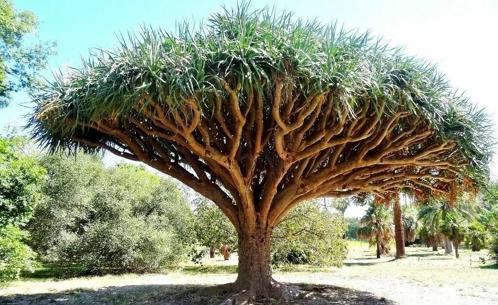Dragon Blood Tree Seeds - Dracaena Draco - 6 Seeds for Growing, Unique Umbrella-Shaped Canopy, Drought Tolerant