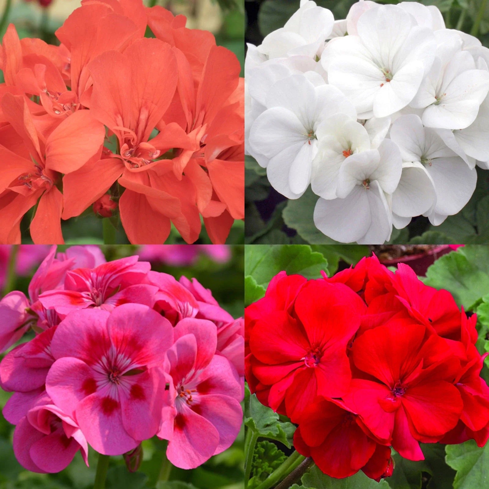 Geranium Seeds Mix Pelargonium spp. for Hanging Baskets and Perennial Bedding Flowers, Natural Mosquito Repellent, Assorted Colors