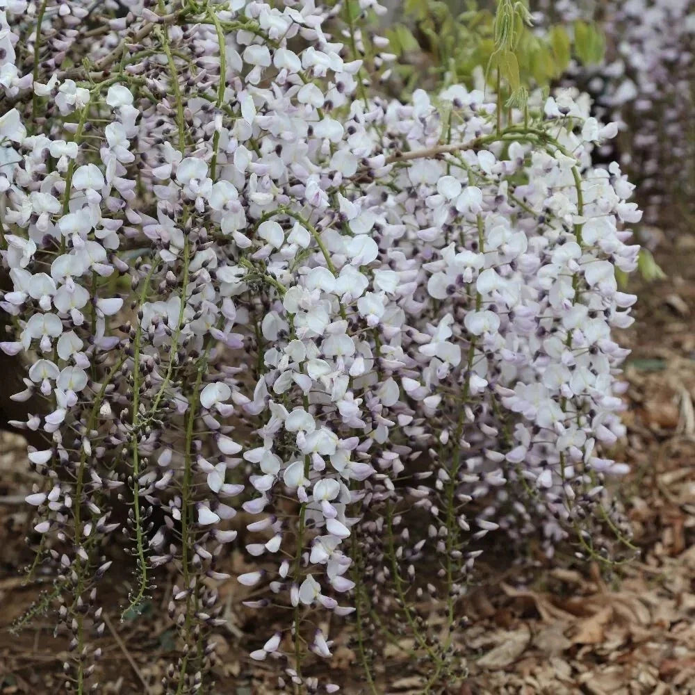 Kimono Wisteria Seeds - Perennial Climbing Vine Pack of 5 - Wisteria floribunda for Garden Trellises & Fences