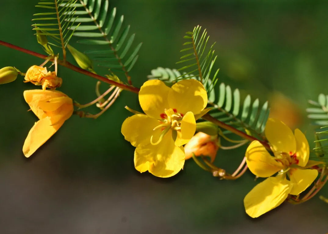 Partridge Pea Seeds - 254 Count - Chamaecrista fasciculata - Sensitive Plant Seeds