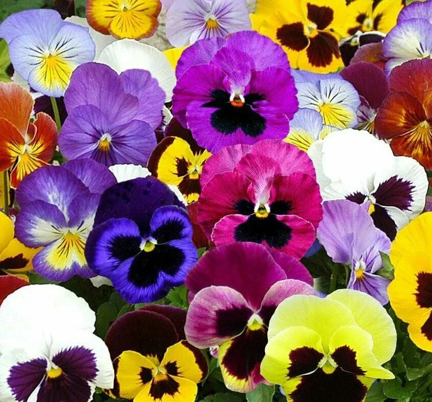 Pansy Seeds 60+ Swiss Giant Mix | Hardy Biennial Flower Seeds
