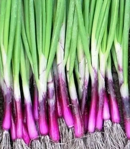 Scarlet Bandit Bunching Onion Seeds - 200+ Allium fistulosum Vegetable Garden Salad Seeds