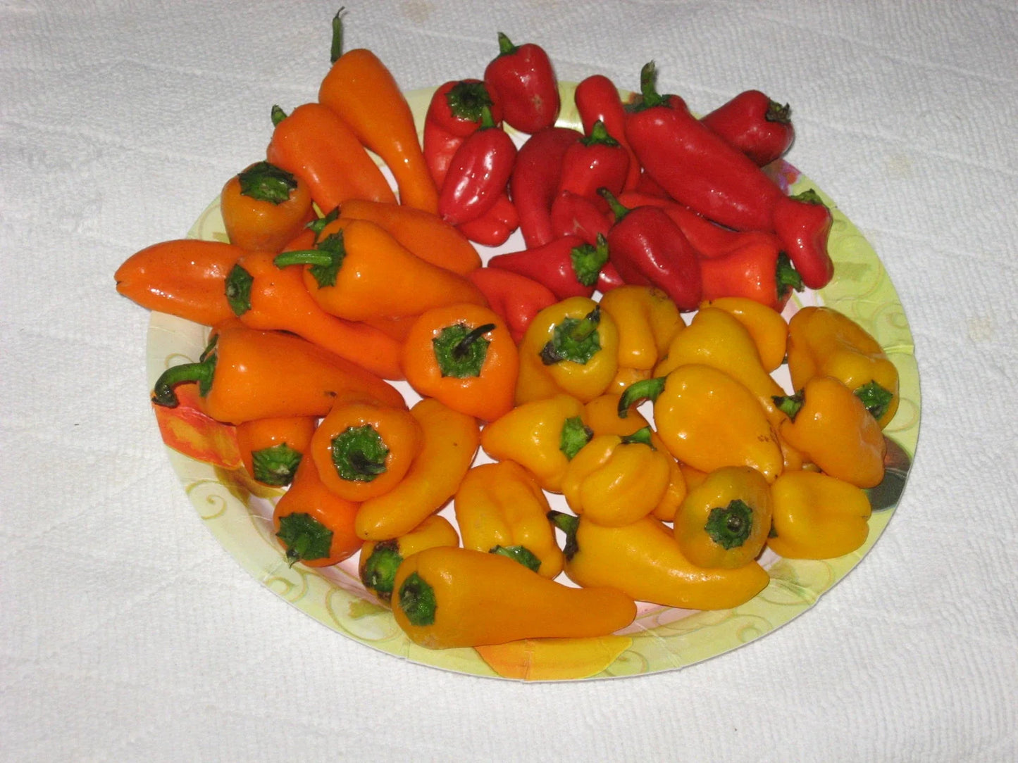Bulk 100 Mini Bell Pepper Seeds – Red, Yellow, Orange, Capsicum annuum, Sweet, Compact, Vegetable Seeds