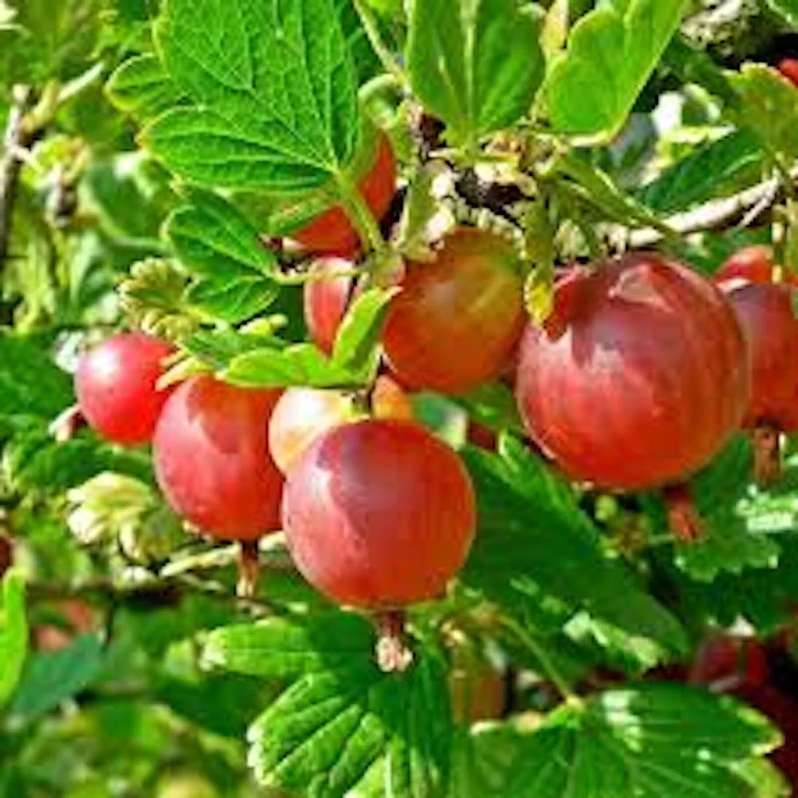 Pixwell Gooseberry Plant 2-Year-Old Bare Root Ribes uva-crispa for Pies & Preserves Zones 3-8