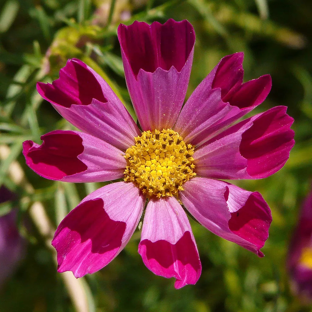 Cosmos Seeds - Sea Shells Variety - Cosmos bipinnatus - Annual Flower for Garden, Borders & Containers