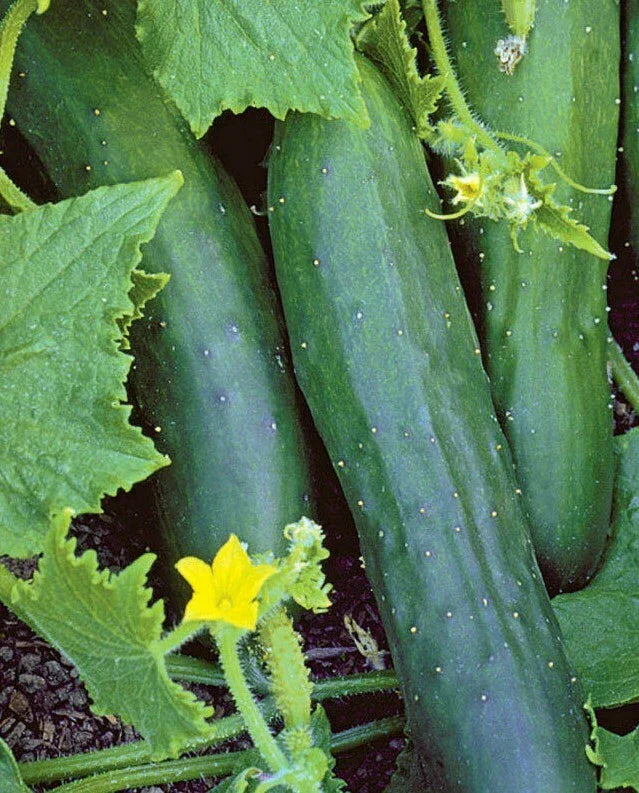 Marketmore 76 Cucumber Seeds - 50+ Non-GMO Vegetable Garden Seeds