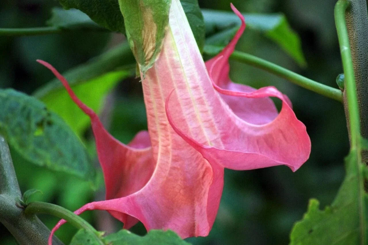Bubble Gum Angel Trumpet Seeds - 10 Pack Brugmansia suaveolens Pink Fragrant Trumpet Flowers