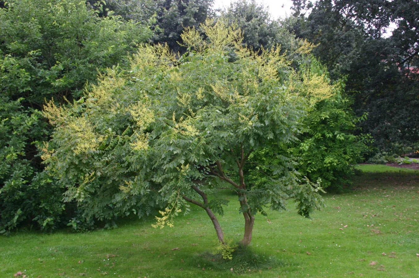 Golden Rain Tree Seeds, Koelreuteria paniculata, Ornamental Tree Seeds for Gardens & Landscaping, 10 Pack