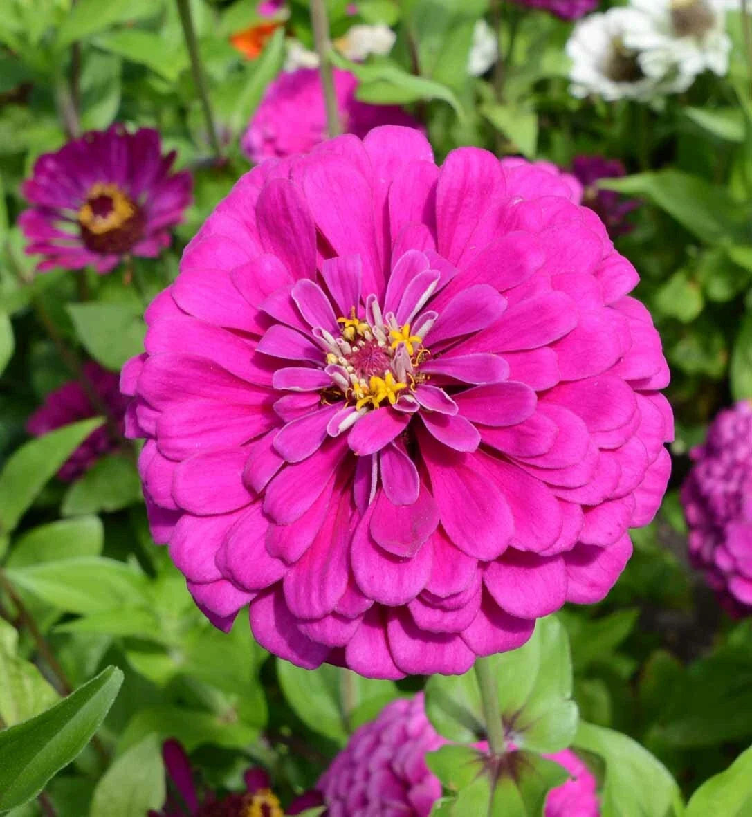 Zinnia Seeds - Dark Violet Non-GMO for Butterflies, Hummingbirds, Bees - 100 Seeds - Annual Flower for Garden, Borders