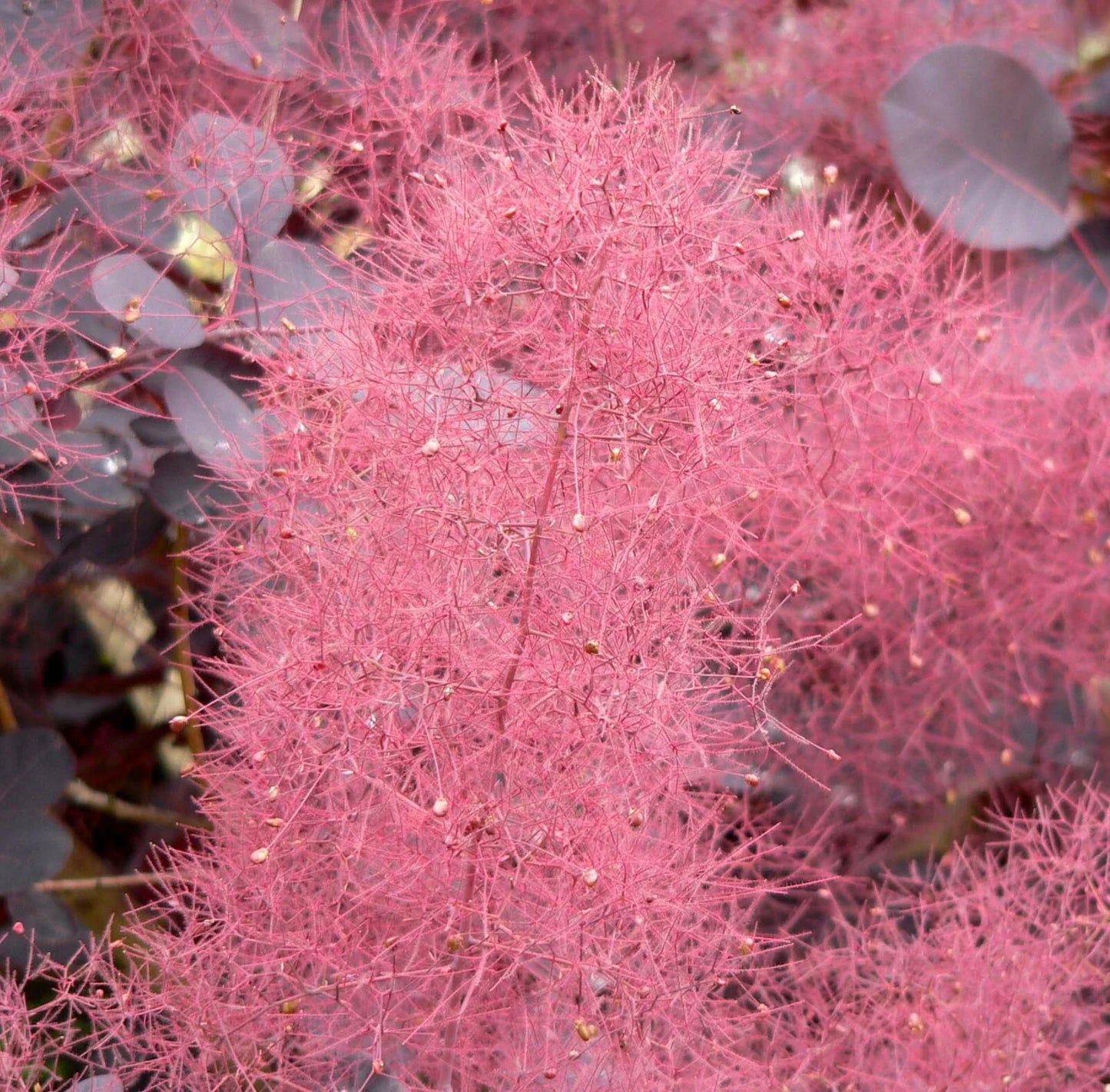 Purple Smoketree Seeds - Cotinus coggygria Purpureus Ornamental Plant, Vibrant Foliage, Smoke-Like Flowers, 20 Seeds
