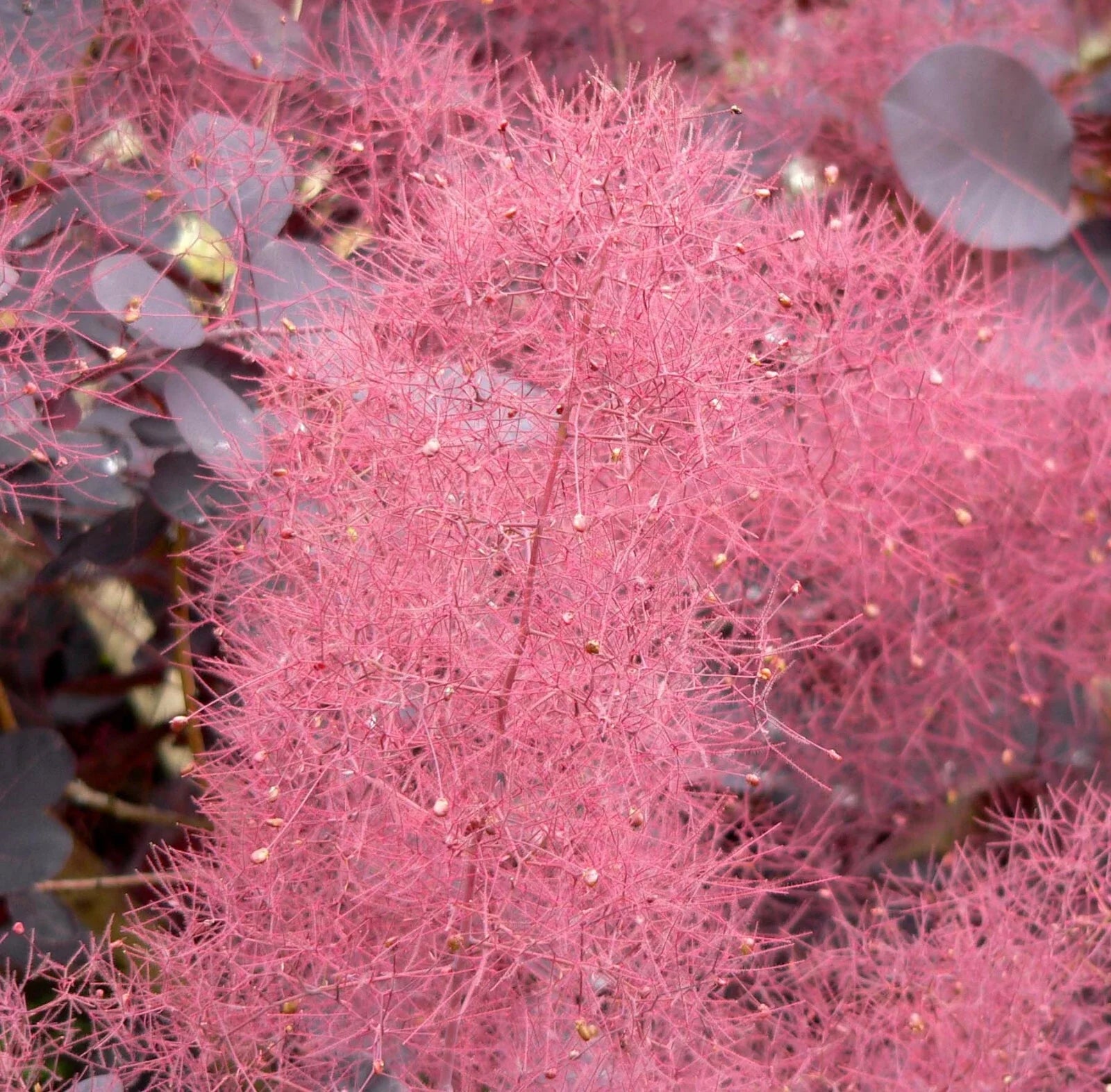 Purple Smoketree Seeds - Cotinus coggygria Purpureus Ornamental Plant, Vibrant Foliage, Smoke-Like Flowers, 20 Seeds