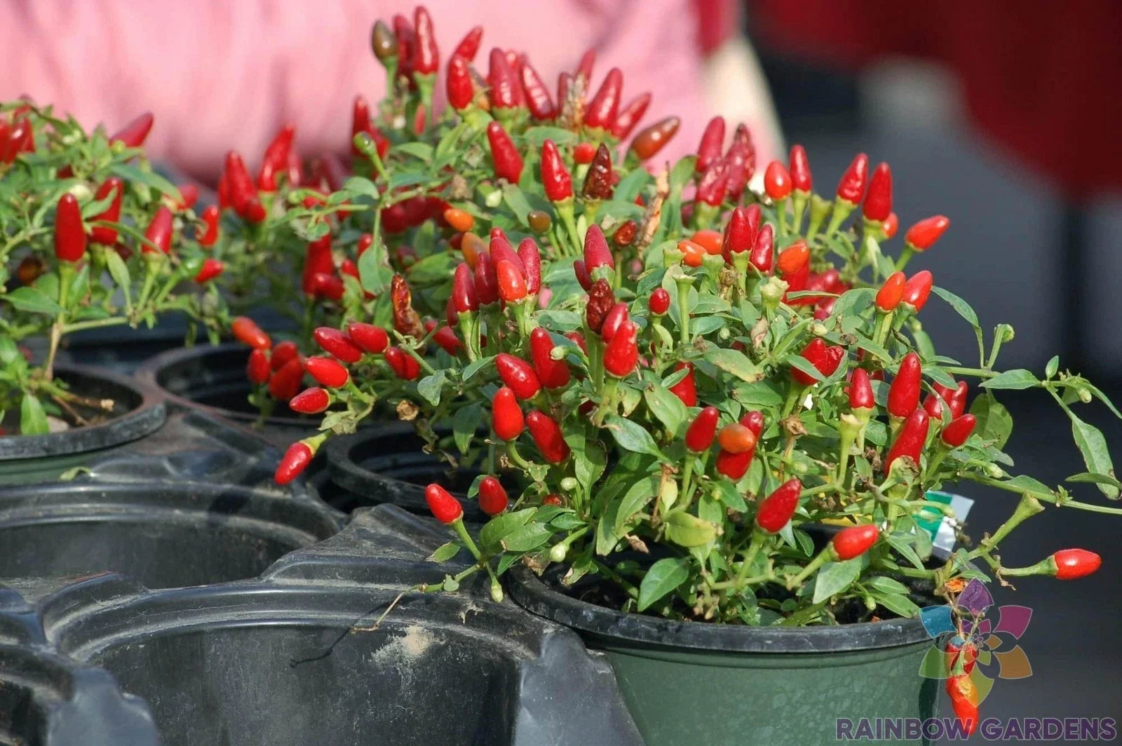 Pequin Hot Pepper Seeds - 25+ Pack, Capsicum annuum, Fiery Small Peppers for Garden or Container Planting
