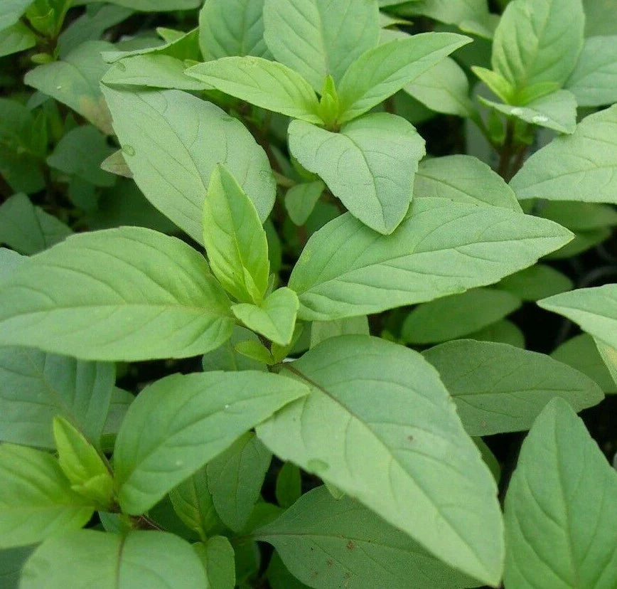 Lime Basil Seeds 300+ | Ocimum basilicum 'Lime' Culinary Herb Seeds