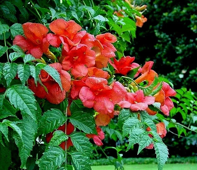Orange Trumpet Creeper Vine Live Starter Plant, Campsis radicans, Climbing, Butterfly & Hummingbird Attractant, Bare Root
