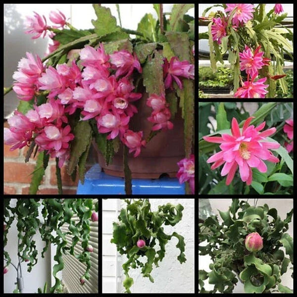 Live 4" Epiphyllum ‘Curly Locks’ Orchid Cactus Succulent - Unique Hanging Greenhouse Plant