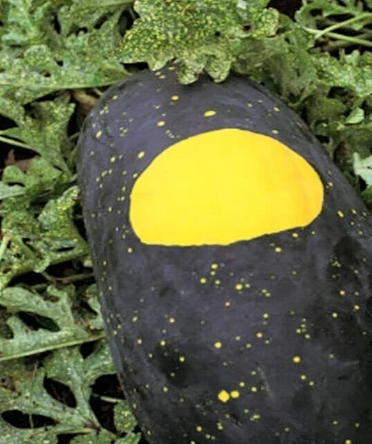 Red Moon and Stars Watermelon Seeds - Heirloom Citrullus lanatus Pack of 15+ Seeds for Large Fruit Up to 35 lbs