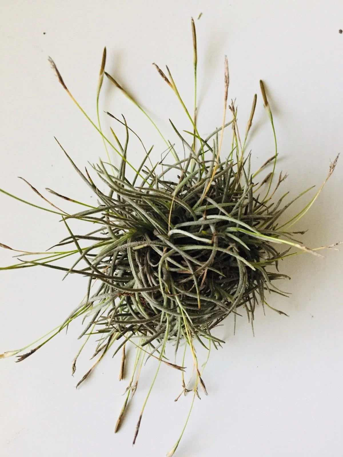 Giant Tillandsia Recurvata Ball Clusters - Bulk Air Plant Texas Ball Moss - Unique Home Decor & Terrarium Plants