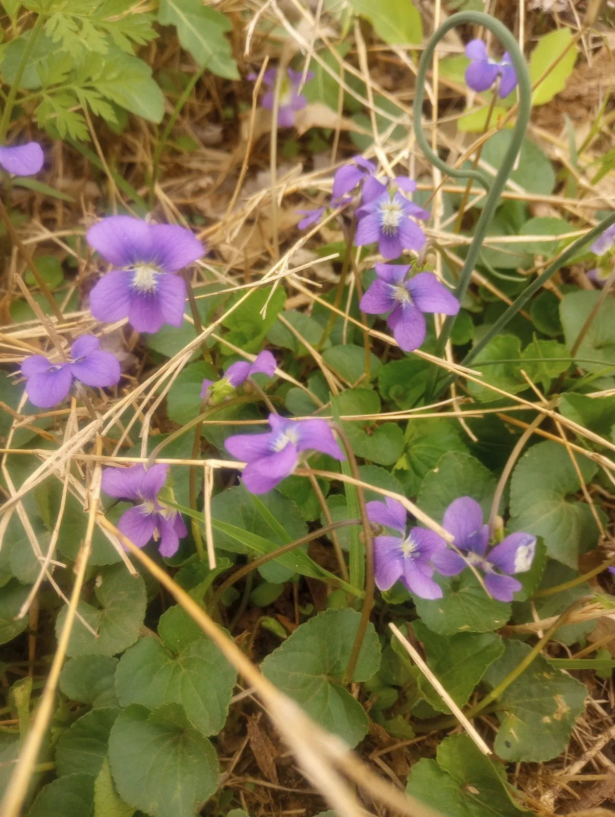 Wild Violet Flower Plant Bareroot Rhizomes Purple Viola sororia Pack of 12 Bulbs for Gardens and Landscaping