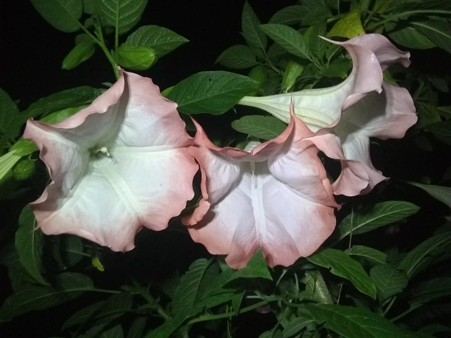 Brugmansia Cuttings - 3 Pink/Peach Angel Trumpet Propagation - Fragrant Flowers - Easy to Grow - Brugmansia spp.
